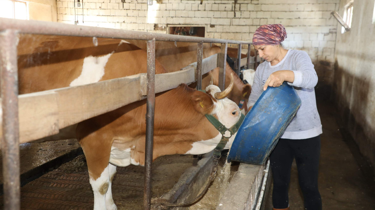 1 İNEK İLE BAŞLADI 20’YE ULAŞTI