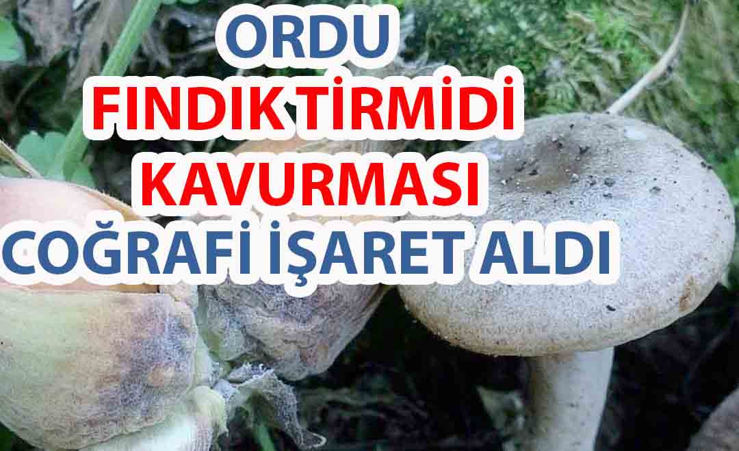 ORDU FINDIK TİRMİDİ KAVURMASI COĞRAFİ İŞARET ALDI