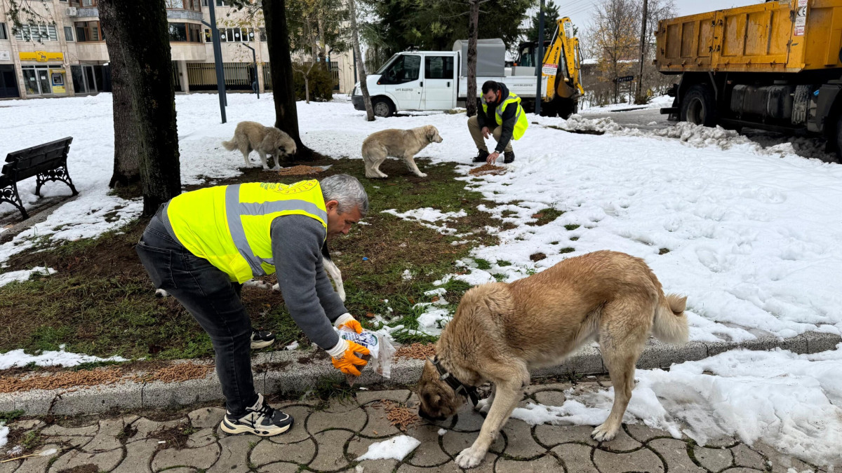 SOKAK HAYVANLARINA 13 AYDA 24 TON MAMA